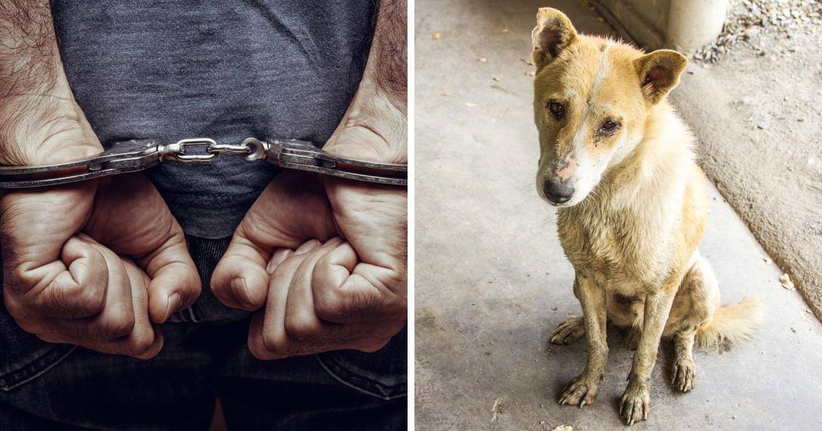 Жестокое обращение с животными – могут ли осудить?